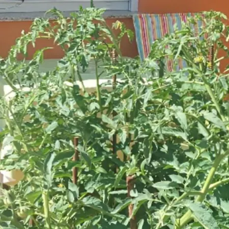 哈娜公寓 公寓 *